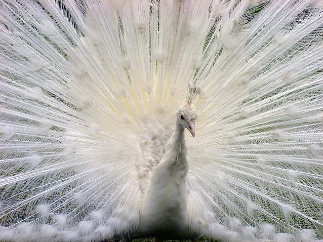 White Peacock - Beautiful Photo Collection...